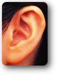 レシーバー分離型挿入耳